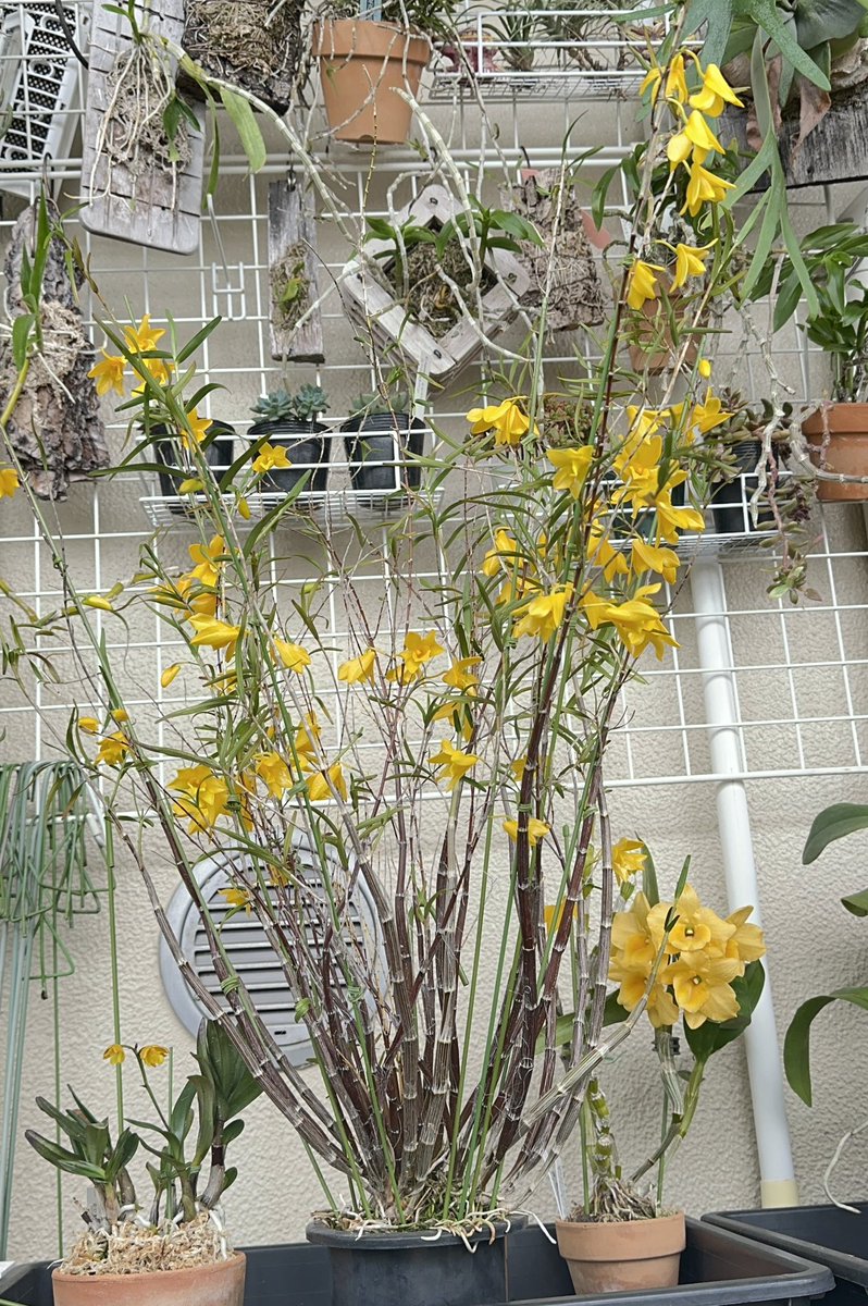 竹葉セッコクが満開🌼🌼🌼 まるで蝋細工のような艶やかな花弁✨太陽の