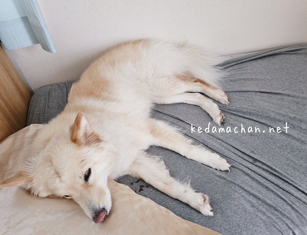 雑種犬つるちゃん🐶と猫🐱🐱 tweet media