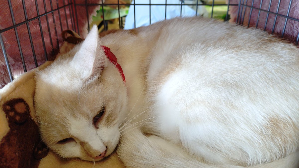 fukushima_2012's tweet photo. 現在開催中のねこの譲渡会の参加ねこさん達です。 #保護猫 #譲渡会 #福島 #郡山 #保護猫を家族に #アニサポ福島 https://t.co/ERwAzOVoYe