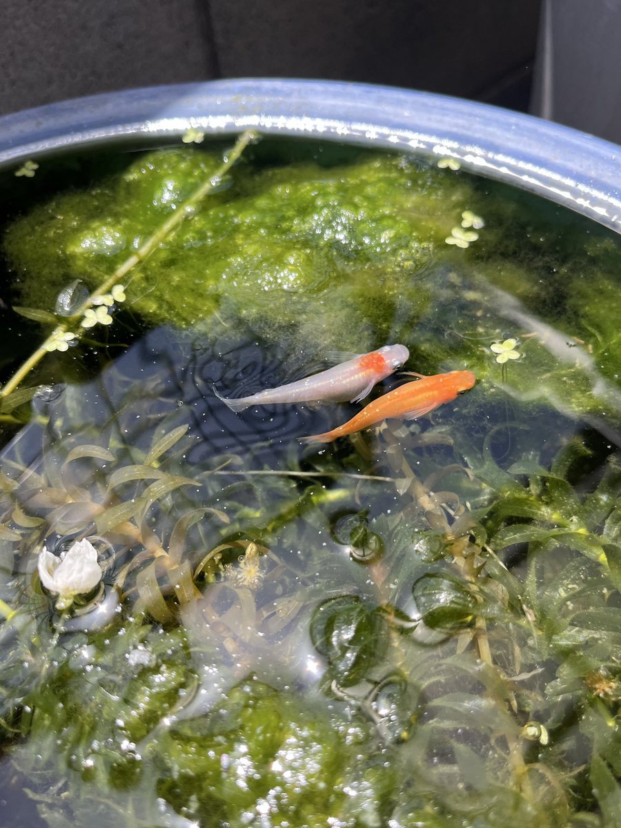 subtle_yet_bold's tweet photo. 半年くらい前から赤いメダカの色揚げ用餌あげてたら1尾だけの白いやつが日の丸になったずみ https://t.co/v3bjBHktbV