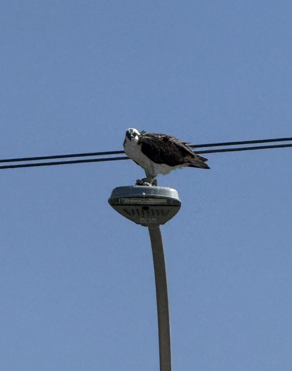 LFGCapitalLLC's tweet photo. Saw this Osprey the other week while driving. Obviously pulled over to snap a pic https://t.co/JjaPD0l9oA