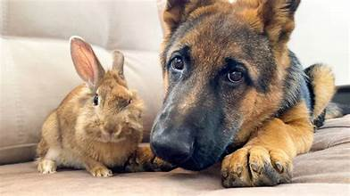 Dog tweet media