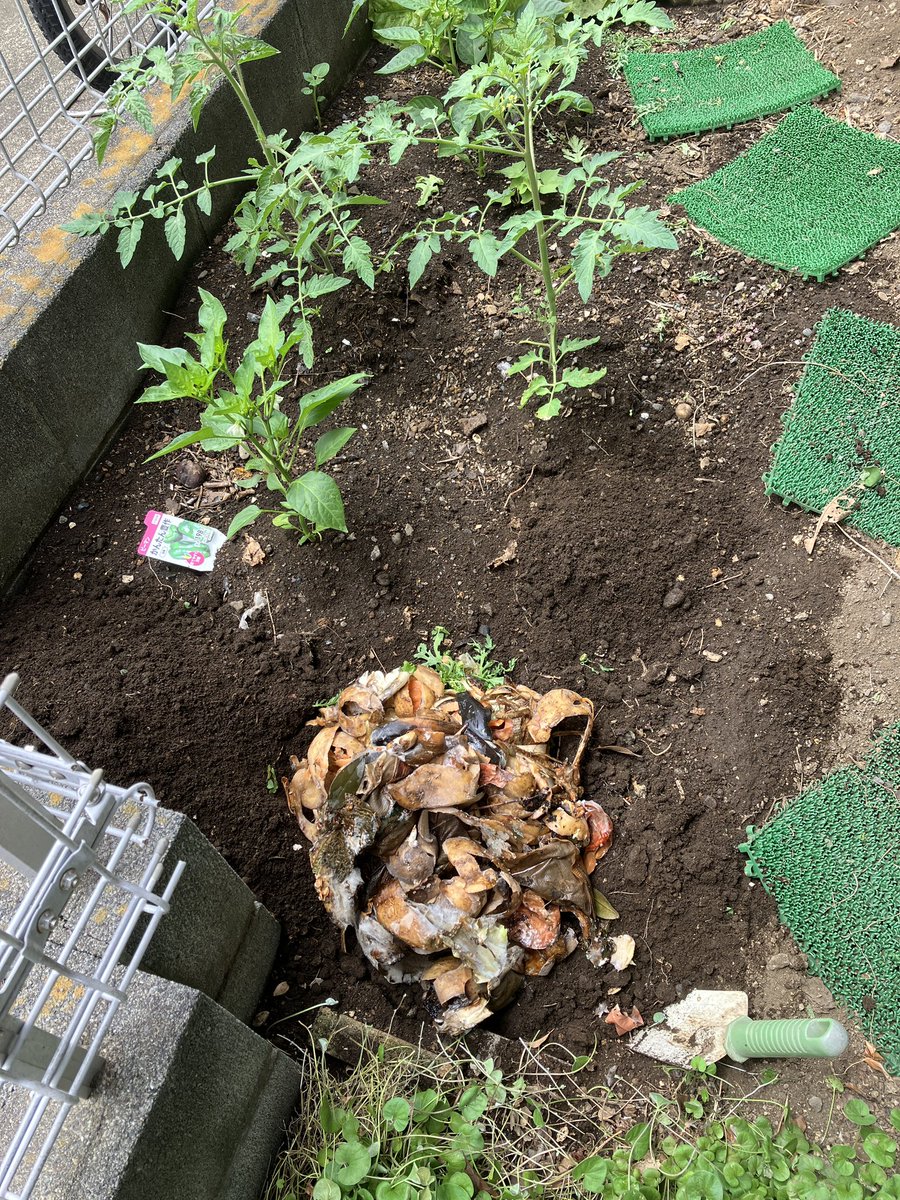 tsubo_gar's tweet photo. 今週末も生ゴミを畑に埋めました。
🫑と🍅の肥料です
#家庭菜園 https://t.co/b0yYAFp3Je