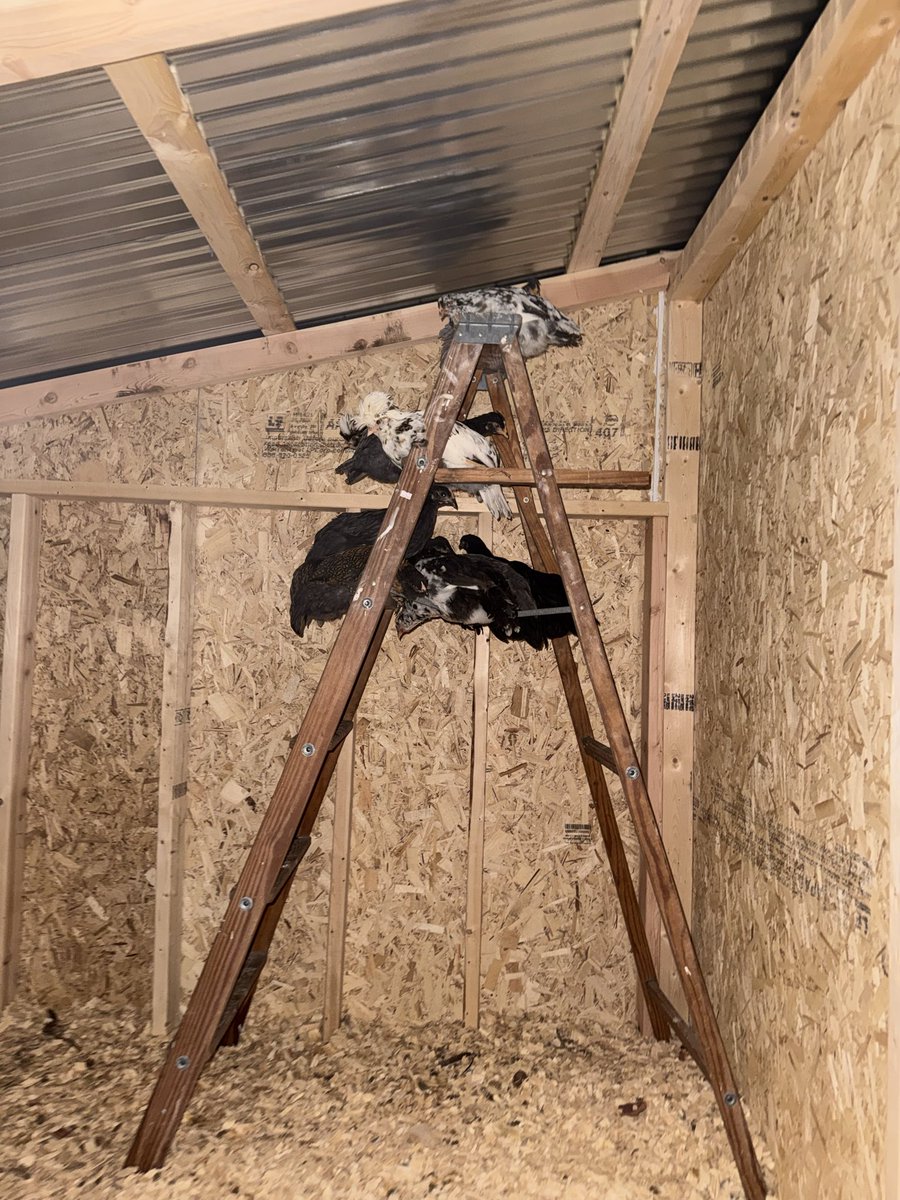 shepardmutt's tweet photo. Chickens all roosted on the ladder plus a chive blossom https://t.co/mhdoRivESl