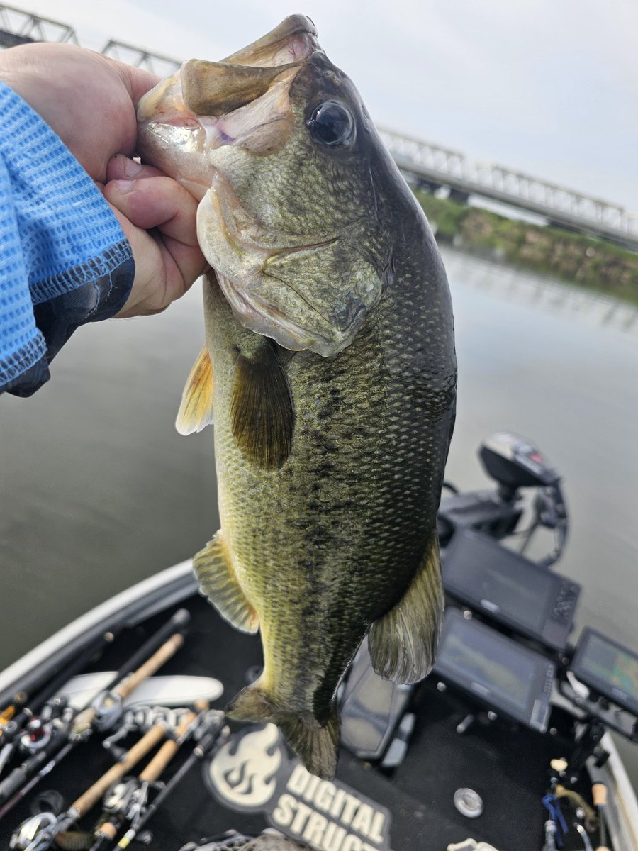 pd420onga's tweet photo. 今日は遠賀上流🚤
３時間の短時間釣行🎣
上流のエリア全然詳しくないし地形が変わりすぎてボートスタックしかけた笑
どら焼見たいな雲を見ながら沖の石積？テトラ？でリバウンドスティック6のフリーリグで42センチを二匹連続で釣りました🙌
久しぶりの遠賀バスめっちゃ引いて楽しかった😎 https://t.co/5D8p1Do6Lb