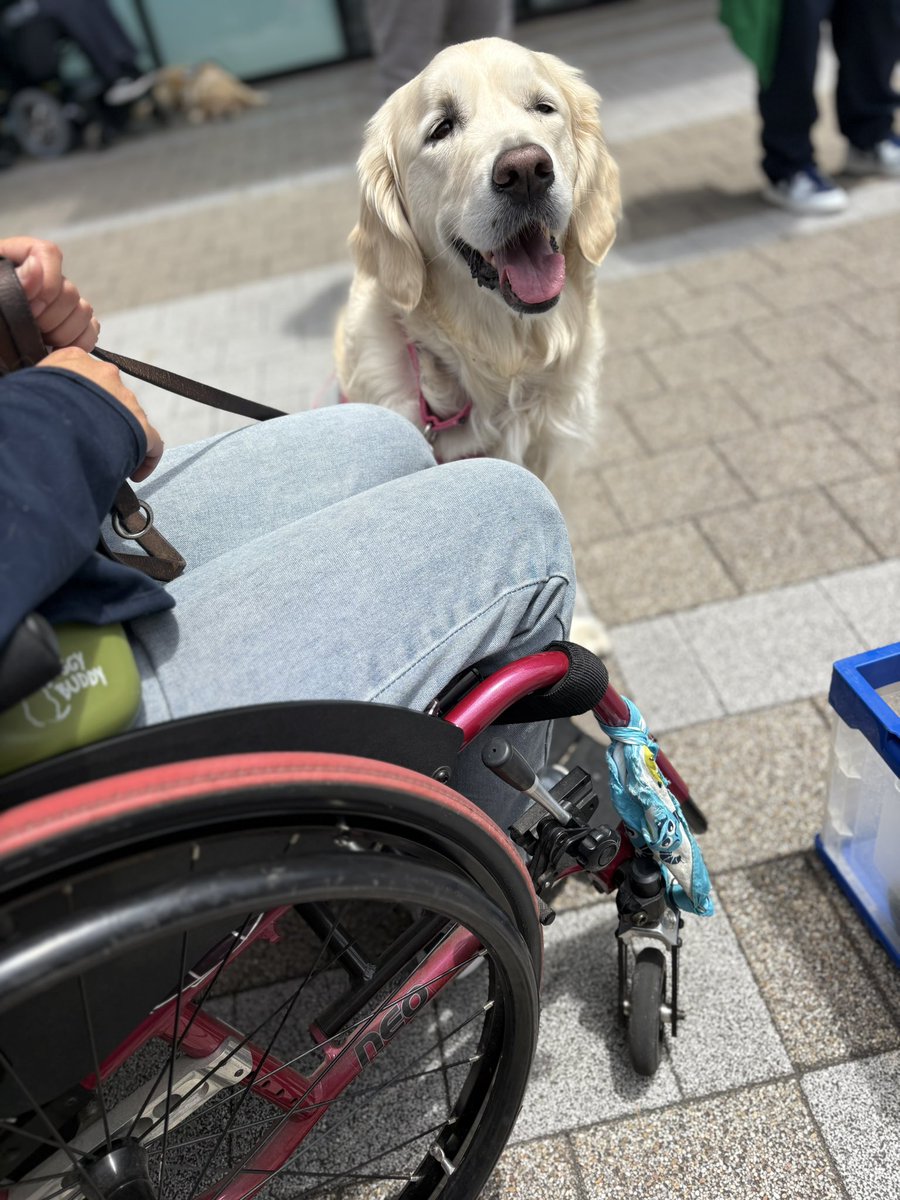 兵庫介助犬協会・千葉介助犬協会・大阪介助犬協会の日常🐶♿︎ tweet media