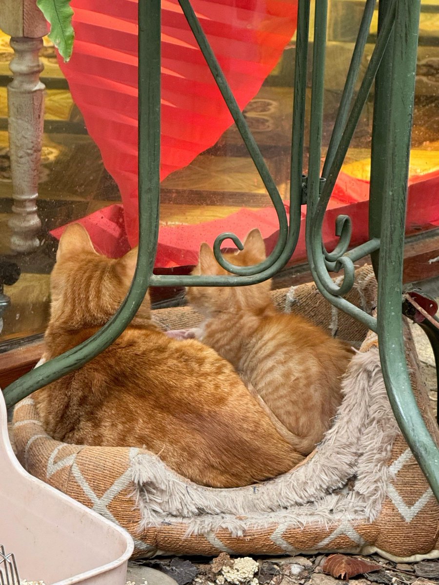 __w_rq's tweet photo. [Sunset glow painting the busy street, and a stray cat catching warm rays by the storefront. Small, quiet moments that make city walks feel special. ]， https://t.co/9zRYw112XD