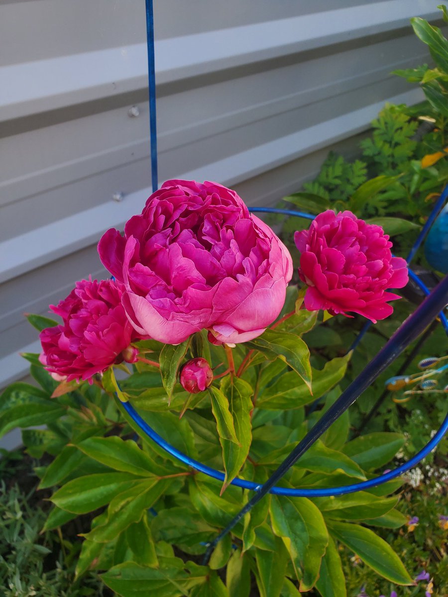 sewbilly's tweet photo. there are flowers blooming! makes all that weeding worthwhile! https://t.co/FIUjiEr9v4