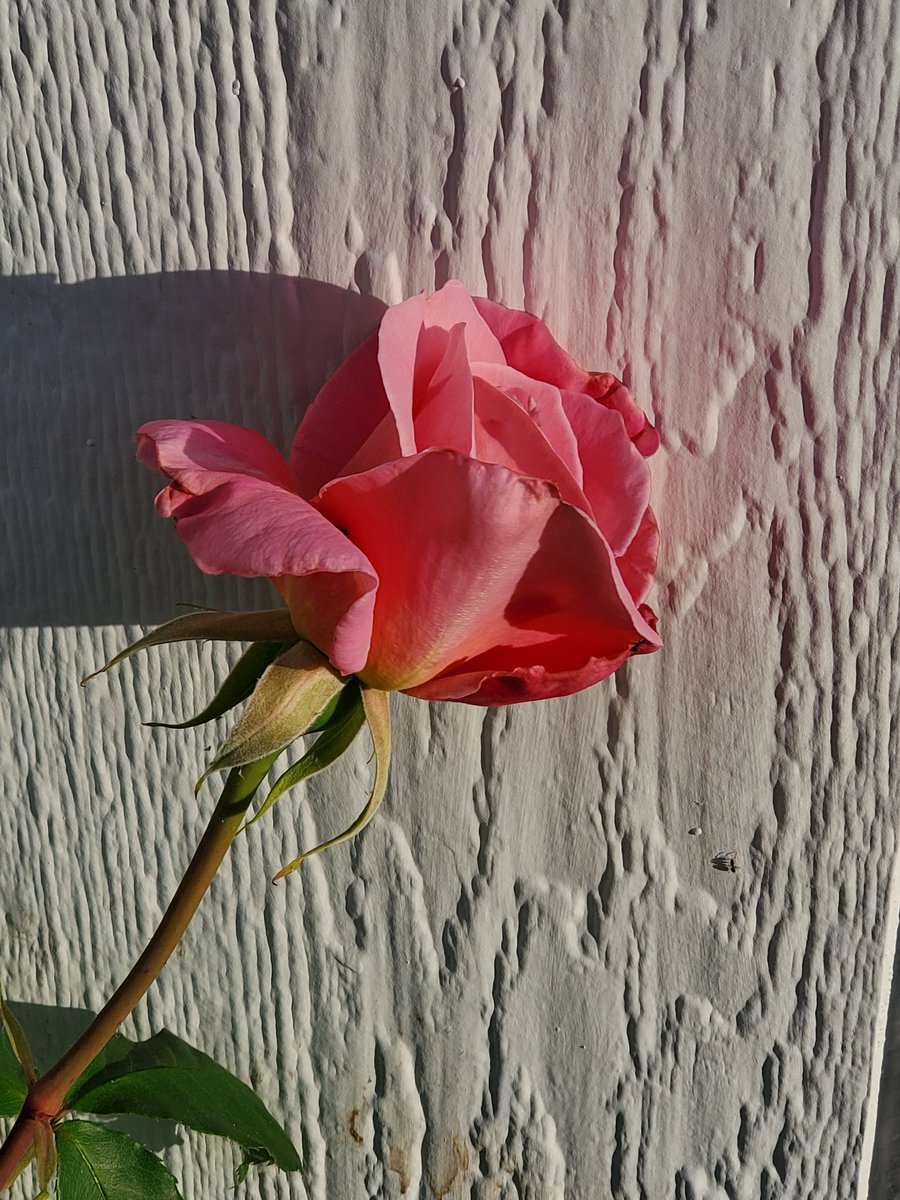 sewbilly's tweet photo. there are flowers blooming! makes all that weeding worthwhile! https://t.co/FIUjiEr9v4