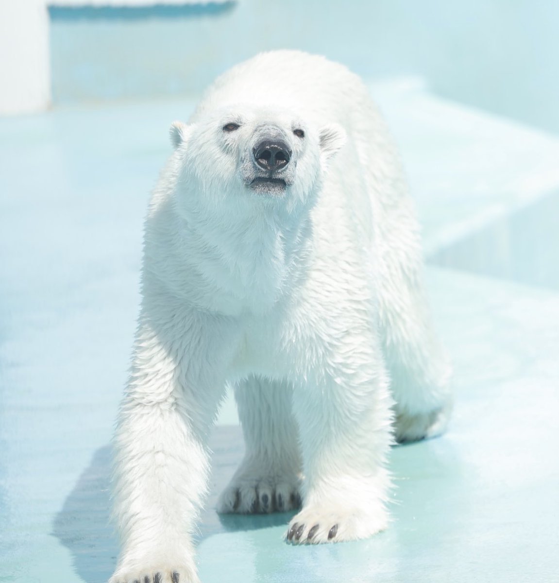 釧路市動物園 #ホッキョクグマ #マルル マルル真っ白もふもふ