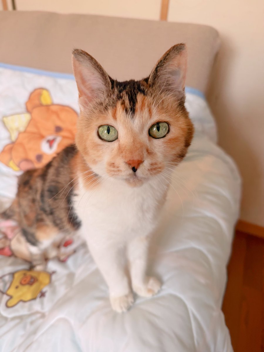 Post by あめちゃん🐱 on X: 🐱