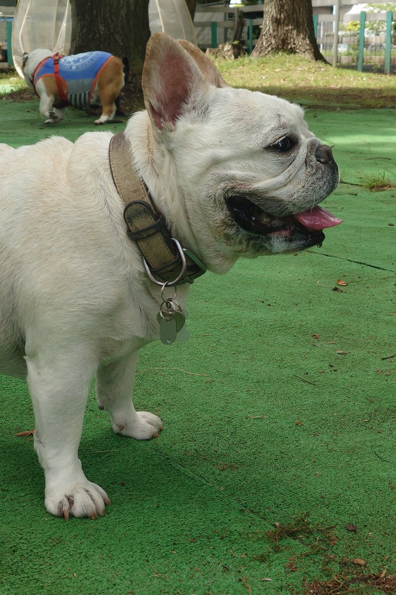 buhimecha's tweet photo. 青梅のBullDoggiesParty来てます🐾
ブル系たくさんかわいい🤤 https://t.co/RN95Xhwutx