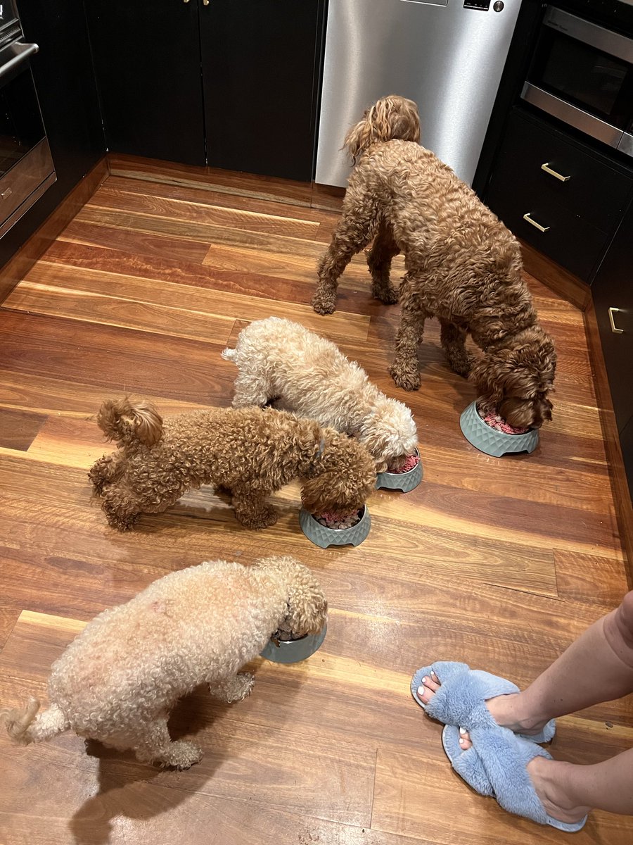 ClarkJonWatson's tweet photo. @thatuapgirl I can do Dogs for days Holly, need any mire I’m just a bark away. https://t.co/IcLbDwtsXj