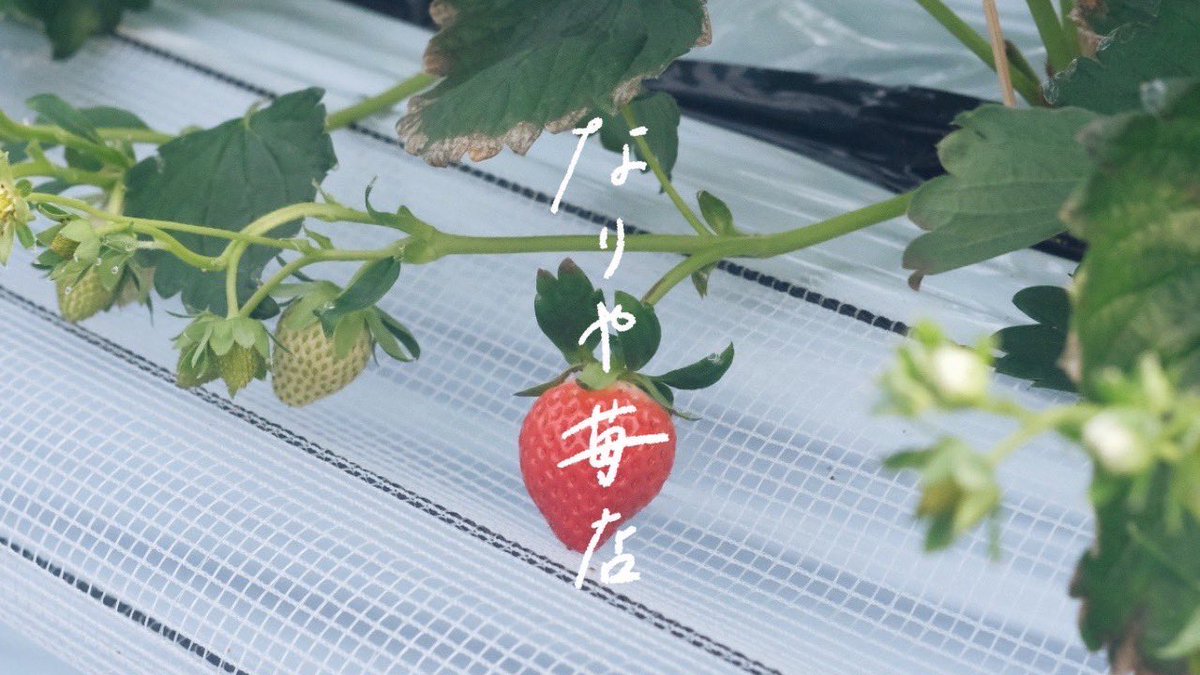 大山食べるファーマーズマーケット tweet media
