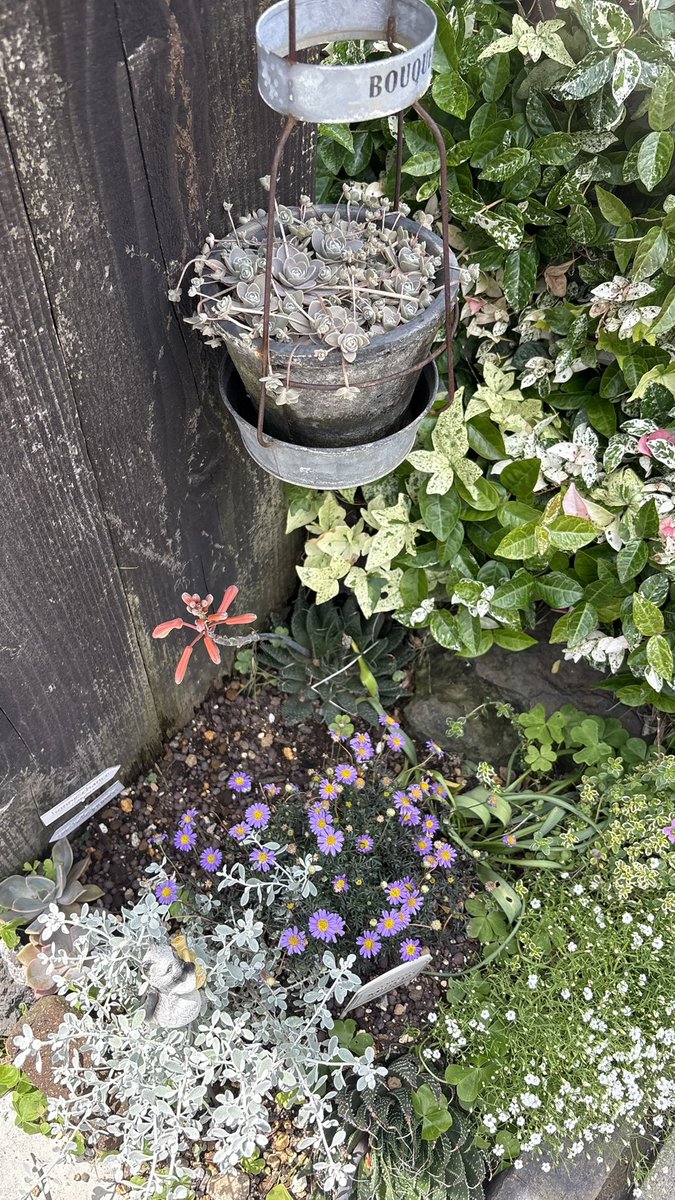 SALT30610's tweet photo. 紫陽花が咲き出した、最近は花もやるようになったよ、いよいよだな https://t.co/xsAoViYnax