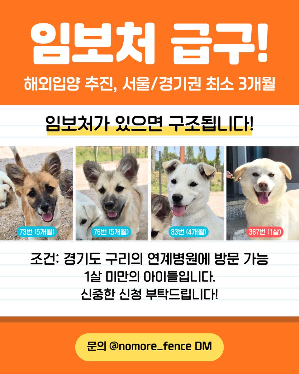 6월 안락사🚨홍성 유기견 입양 홍보 tweet media
