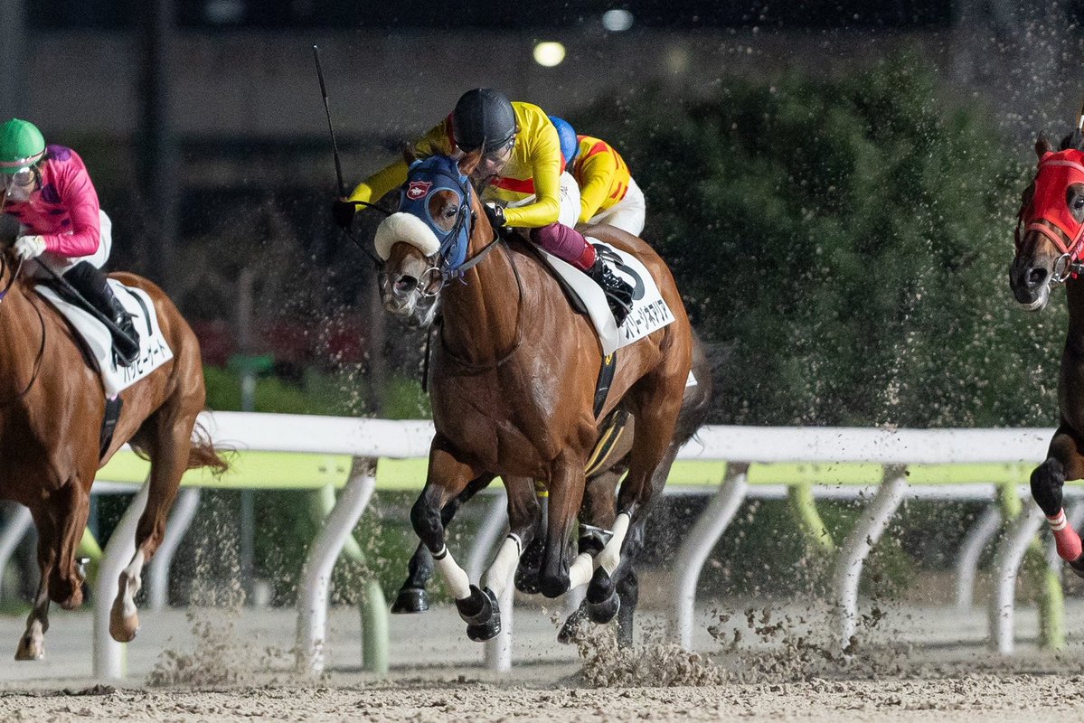 equineracing_jp's tweet photo. 大井競馬　錦華坂賞競走 B3三選抜特別において育成馬オリージネアリア号が優勝しました。
馬主の市川義美ホールディングス（株）様、天羽禮治牧場様、笹川翼騎手、福永敏調教師はじめ関係者の皆様おめでとうございます！ https://t.co/EqkeWAuzo1