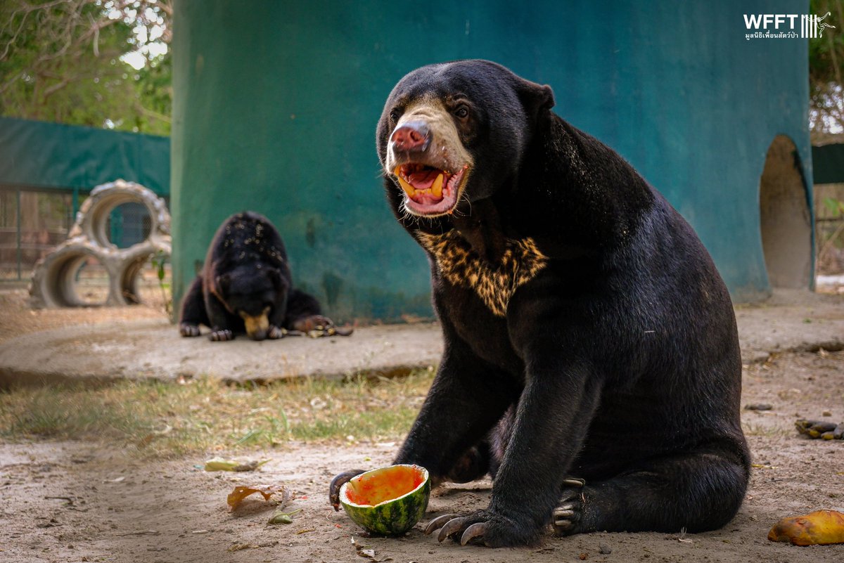 Wildlife Friends Foundation Thailand tweet media