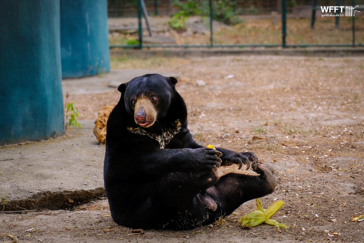 Wildlife Friends Foundation Thailand tweet media