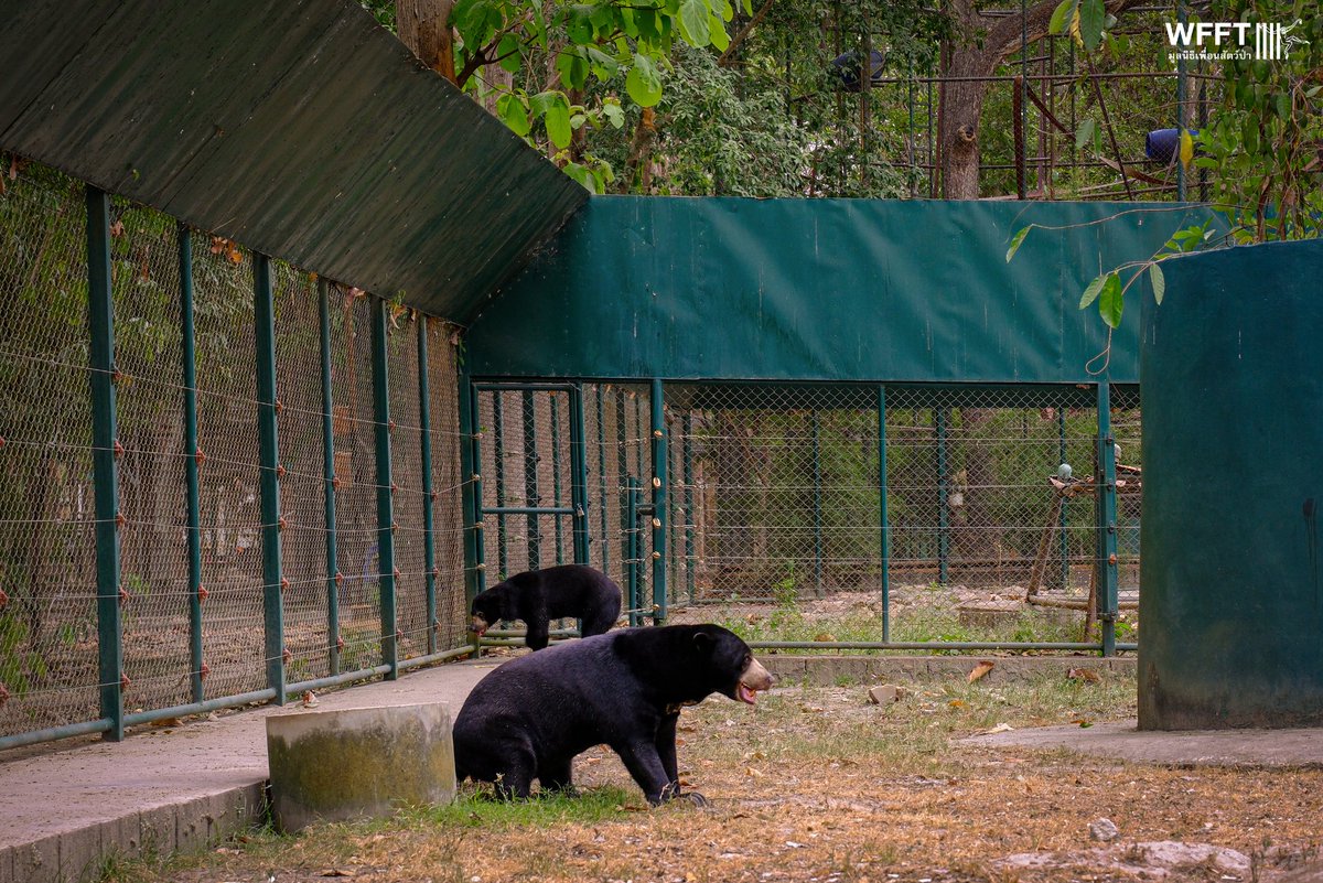 Wildlife Friends Foundation Thailand tweet media