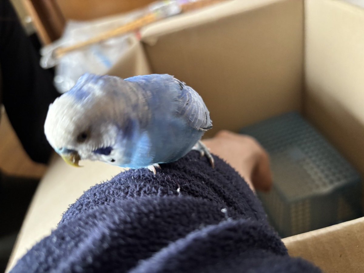 梢 tweet media