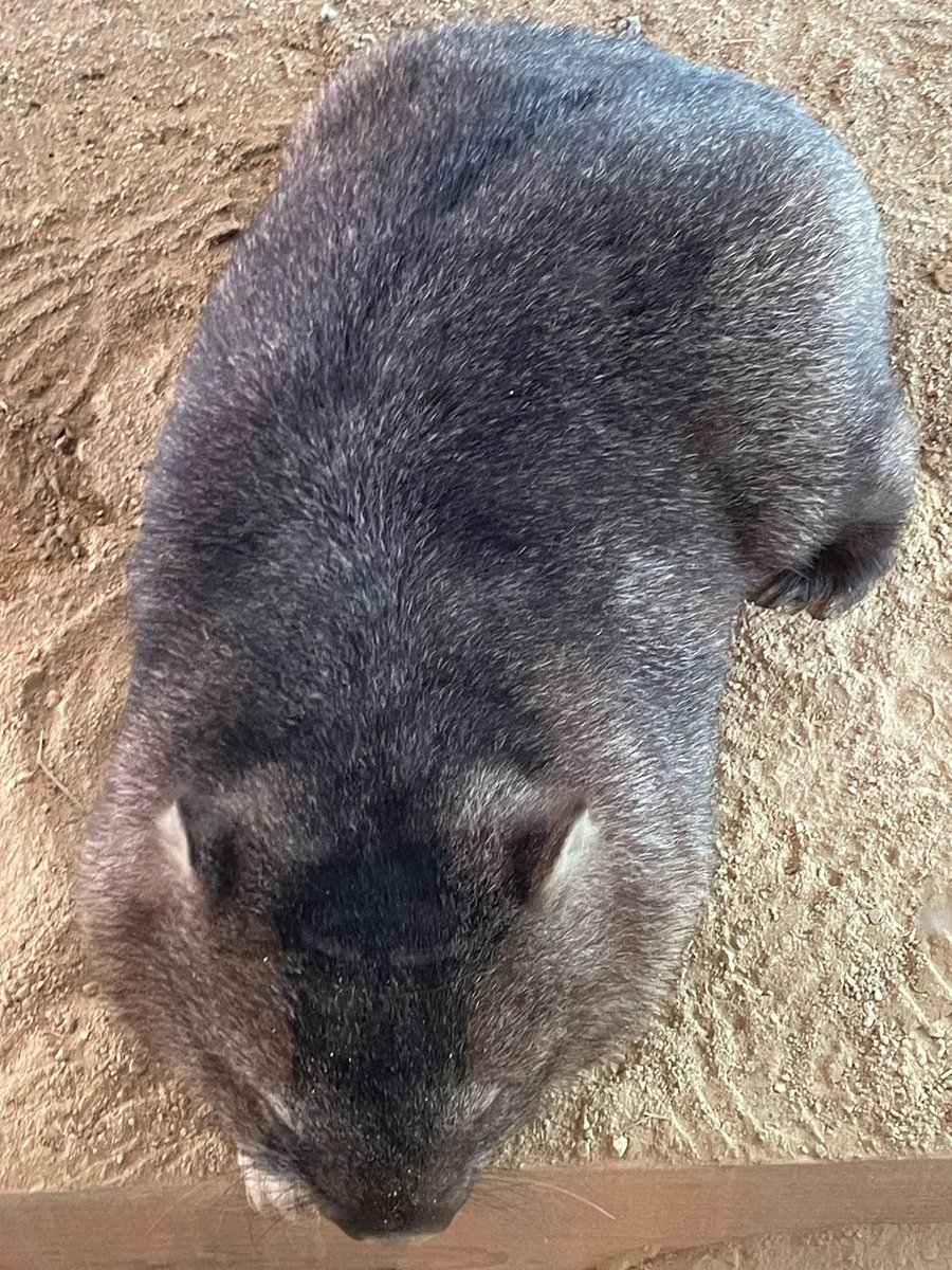 Satsukiyama DAYZOO【公式】 (@satsukiyama_zoo) / Posts / X