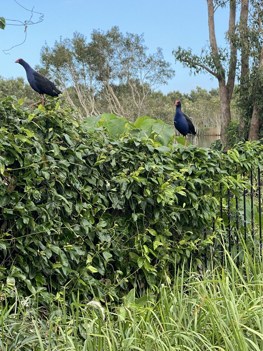 roaming_fox's tweet photo. Had a little walk around the lakes today. Haven’t been there for a while. Birds - i.e. Australian swamphens &amp; cormorants were posing for us. https://t.co/kD9taHgjDc