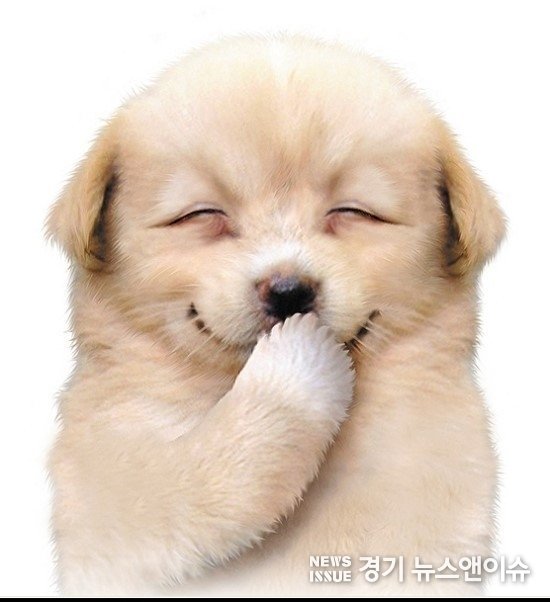 고죠고양이진 tweet media