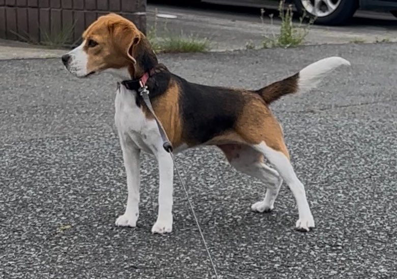 99Mpp's tweet photo. 長めの散歩したのに
帰りたくないココ🐶

＃ビーグル
＃beagle https://t.co/52G5rUNmSi