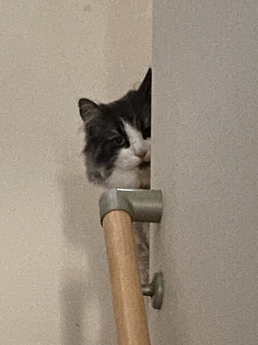 kusdk1's tweet photo. うちの猫なんだけど

誰かペア画にしない？www https://t.co/B29oHIsiXt
