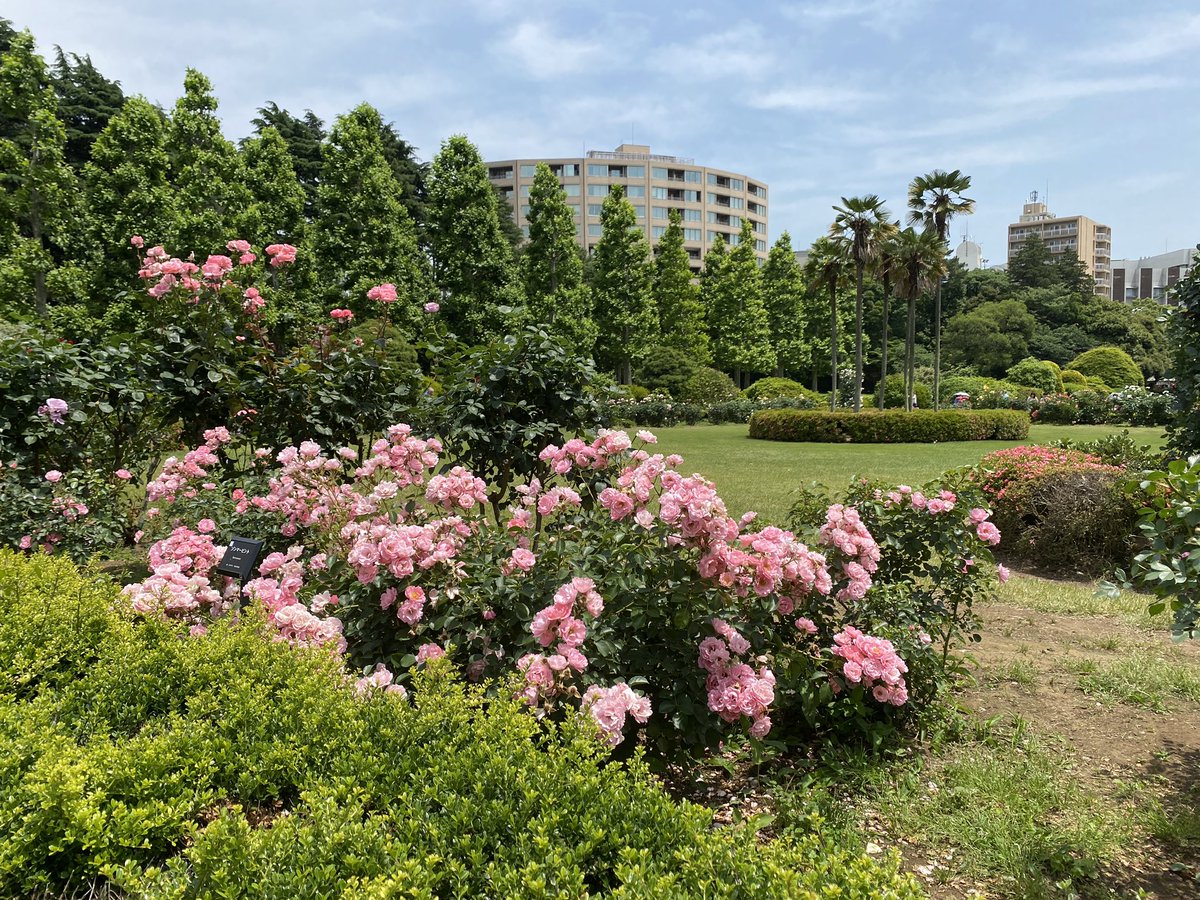 Sim_Cin's tweet photo. เคยไปพักแถวชินจูกุแล้วอยากหาที่เดินเล่นไปเจอสวนสาธารณะชื่อ Shinjuku Gyoen เป็นสวนที่ใหญ่มาก บรรยากาศดีมีโดมเรือนกระจกปลูกพืชเมืองร้อนด้วยนะ https://t.co/zE6mIOrbKL