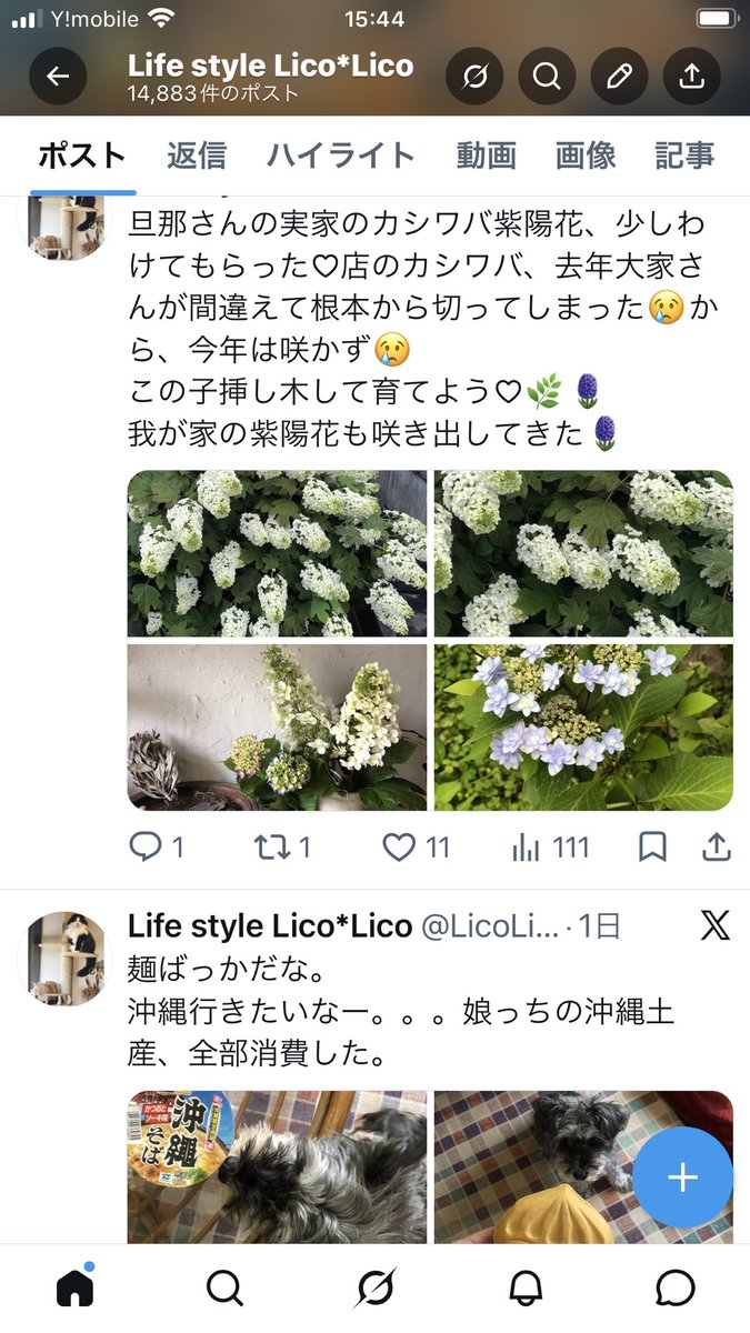Life style Lico*Lico tweet media