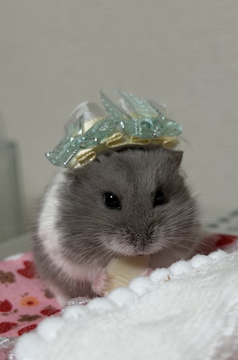 ハムっと🐹みなみ tweet media