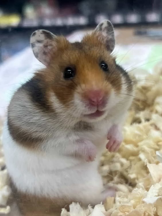 _chosukun_'s tweet photo. 家族が増えまして、昨日はむちゃんお迎えしました🐹
名前はちゃむです🐹 https://t.co/DlaTkbwPq5