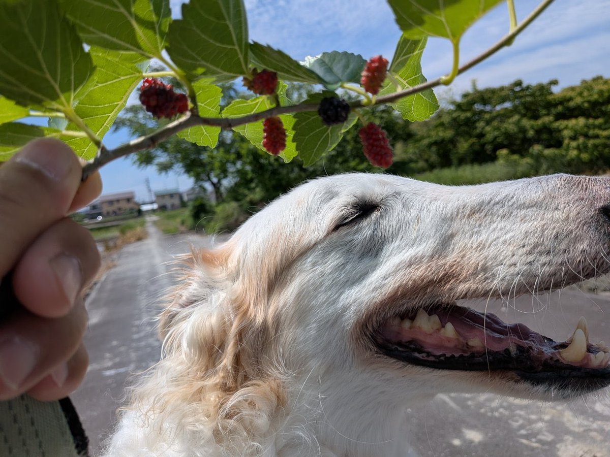 がんぼるぞい®︎ 💪🐶✨borzoi ボルゾイ tweet media