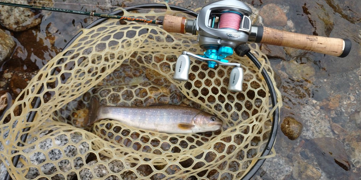 mildspeedball's tweet photo. ＃本流 ＃渓流ベイト ＃溪魚 
今日も本流来ました
綺麗な子達に出迎えてもらい
嬉しかったなぁ
皆元気にお家に帰っていきました
元気でねぇ
φ(゜゜)ノ゜ https://t.co/aUSzzaZu6k
