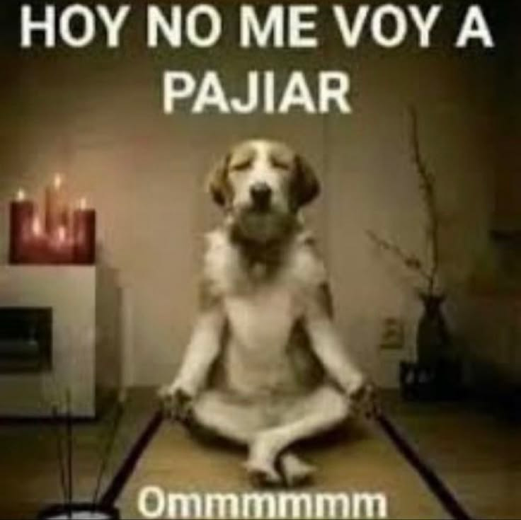 🦜『cefalorraquídeo』🩻 tweet media