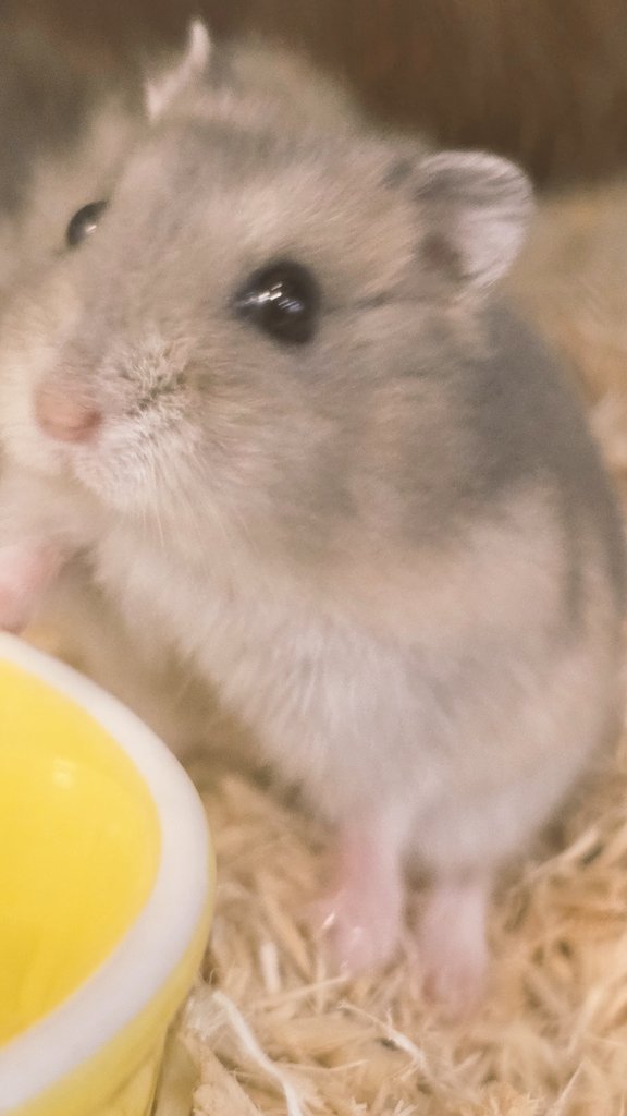ham_record8686's tweet photo. 昼まで寝てしまった雰囲気の🐹 https://t.co/xTJx7dvYkh