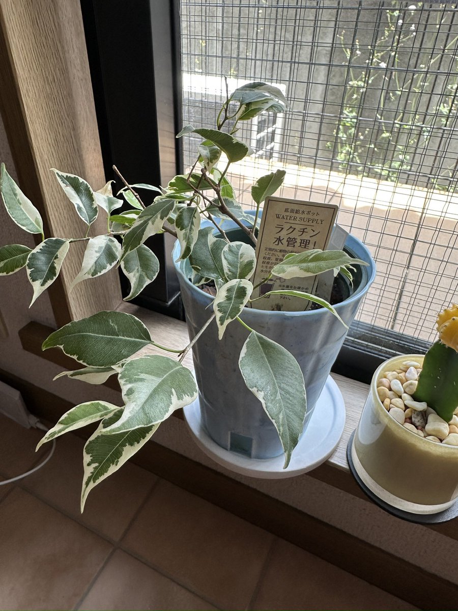 T01099679's tweet photo. またなんか買ってしもたんよ https://t.co/aJ1ioDBGDy
