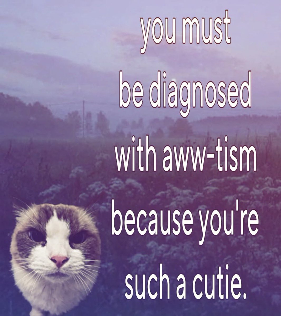 LiterallyMeCats tweet media