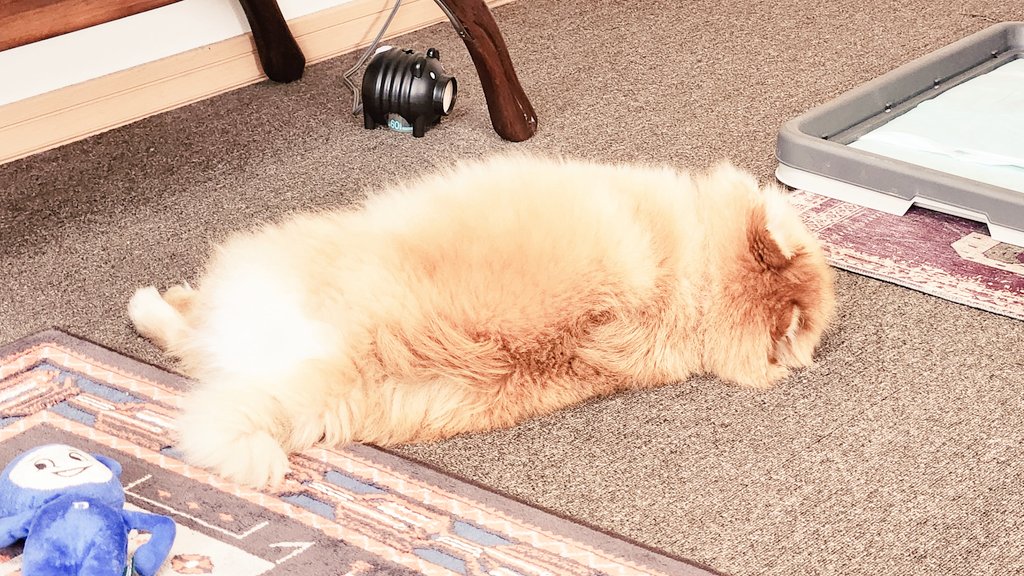 sr505w's tweet photo. 部屋に犬が落ちている生活
 #今日ケル https://t.co/7wONRpgfqU