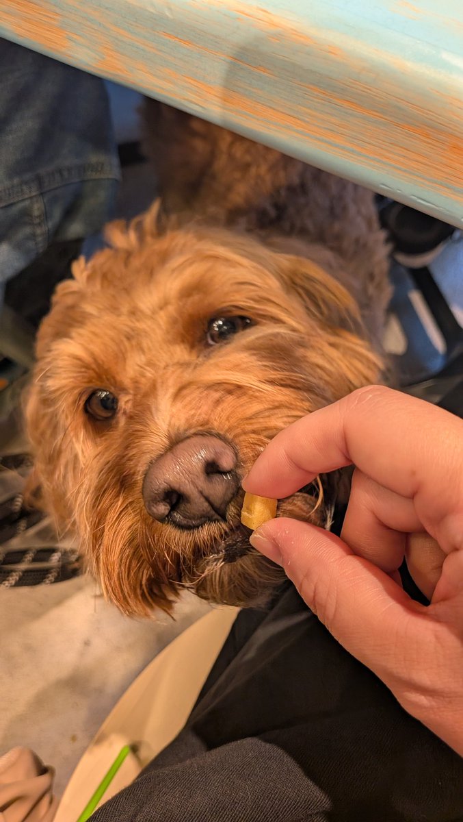 Waffle_Cockapoo's tweet photo. 犬入店可のお店にパンケーキ食べに行ったときの写真。
なぜか机の下にずっといて、隙間からこっち見てた。
2枚目はおやつを少しあげているところです。
#コッカプー
#ミックス犬
#犬 https://t.co/hb8ThnFyKd