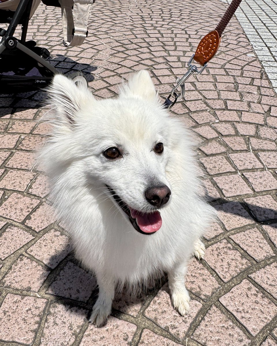 今日は快晴、わんちゃんたちもお散歩日和で常磐公園に集まってくれてい