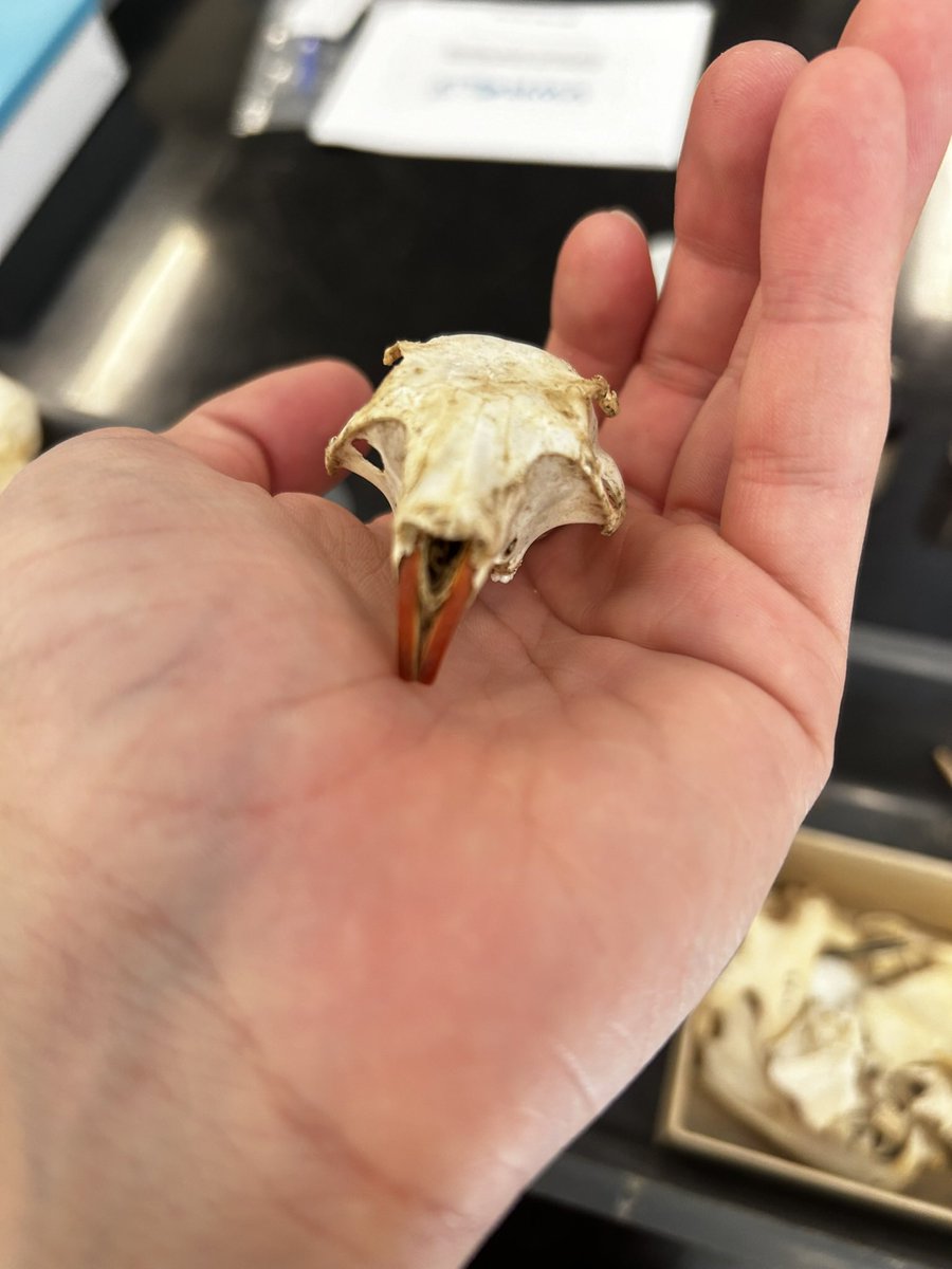 SkippySkipede's tweet photo. LOOK AT HIS RAT TEEF!! https://t.co/5uljGAHzGf