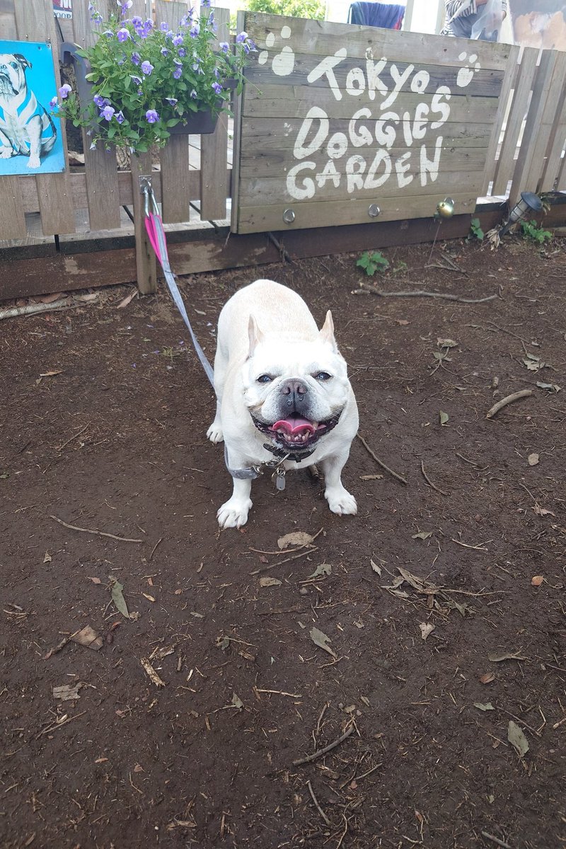 buhimecha's tweet photo. Tokyo Doggies Garden🐕️ https://t.co/aLITdz0tmP