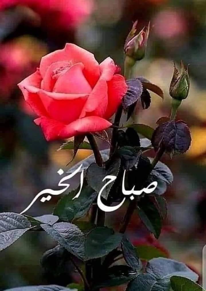 monaHelal tweet media