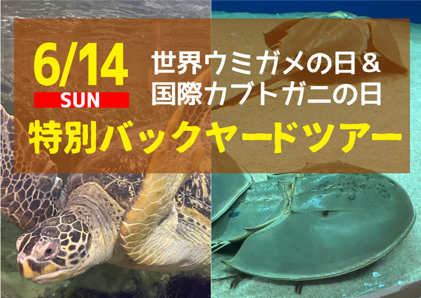 パナマモラ(ペアモラ　2匹のウミガメ) 沖縄 美ら海 水族館 オリジナル リアル アオ ウミガメ Lサイズ | 沖縄 その他