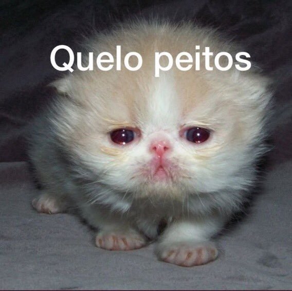 ElKitty tweet media
