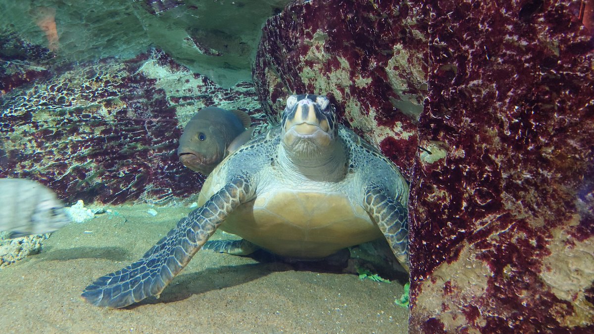 九十九島水族館 #海きらら では、6/14（日）に「#世界ウミガメの日（6