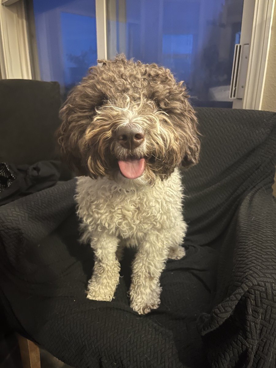 oldbootranch's tweet photo. You guys! Meet Beanie! https://t.co/k7m6MhfUlo